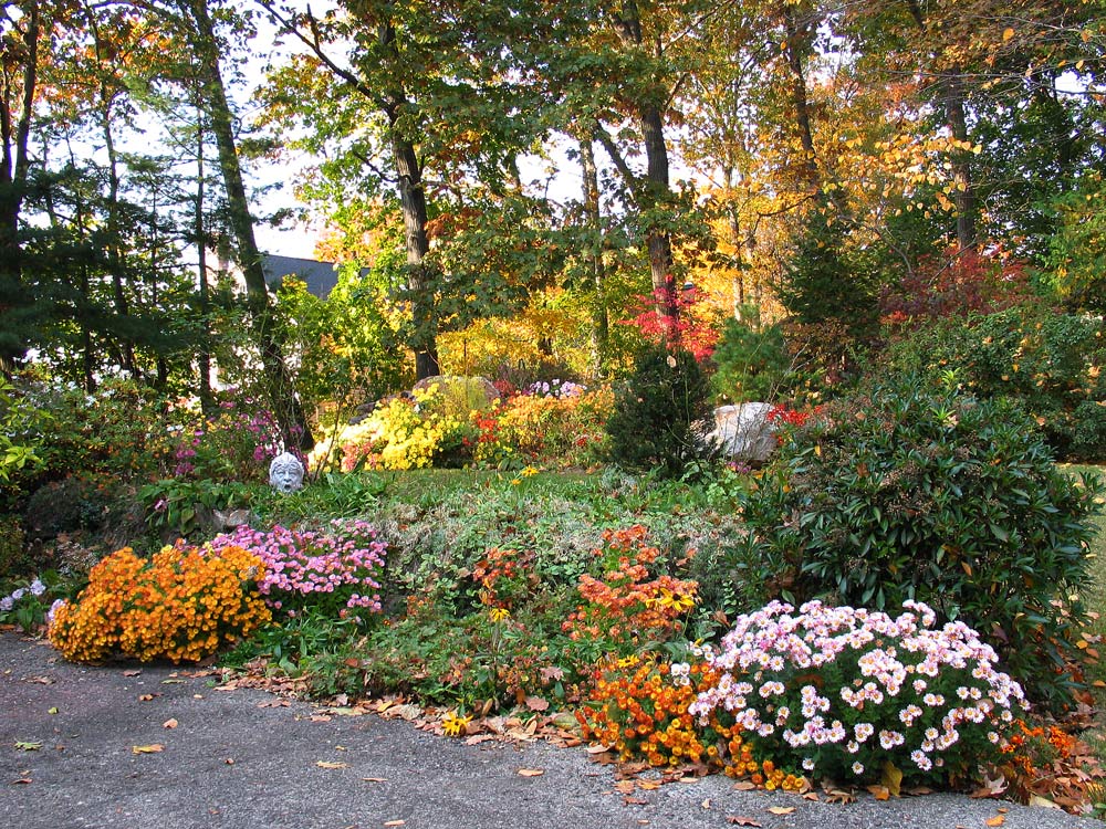 November Mums