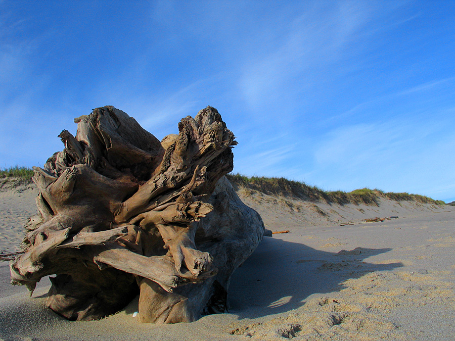 Driftwood