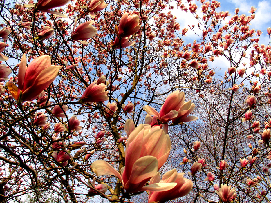 magnolias