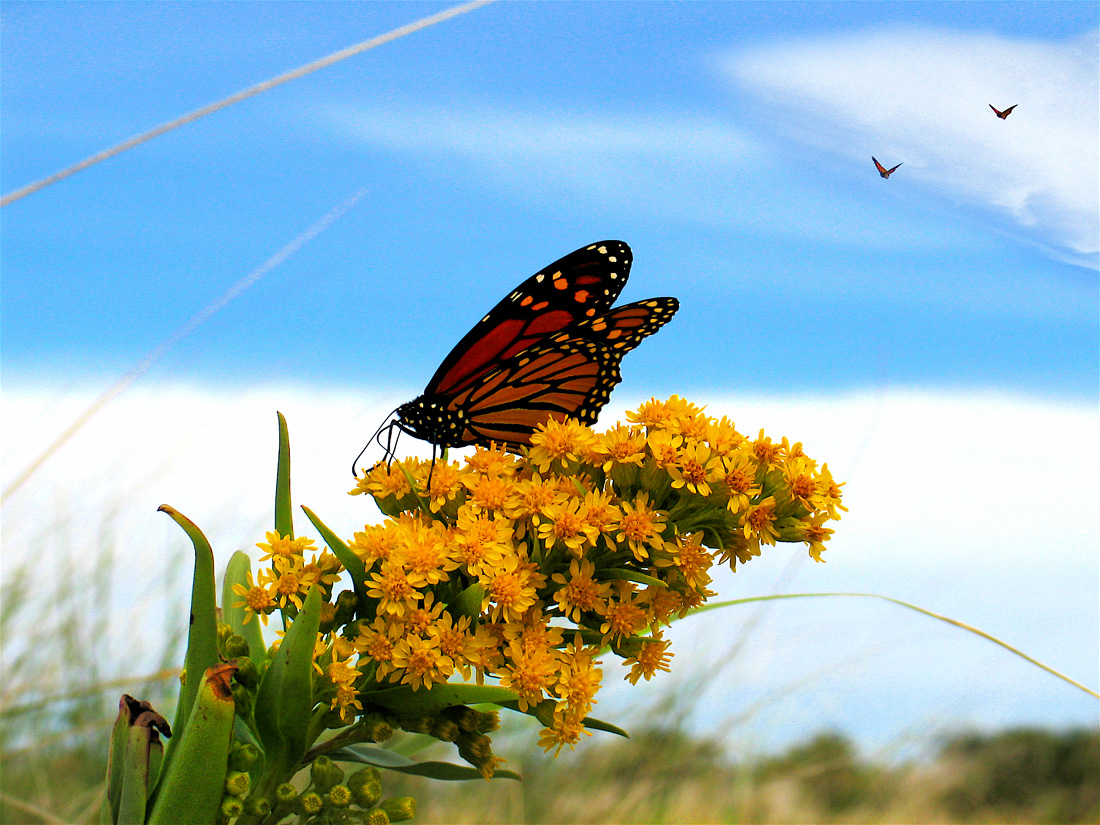 Monarch butterflies