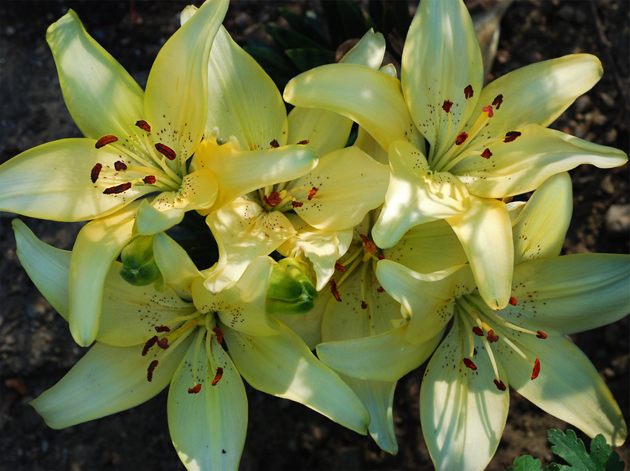 Lilies