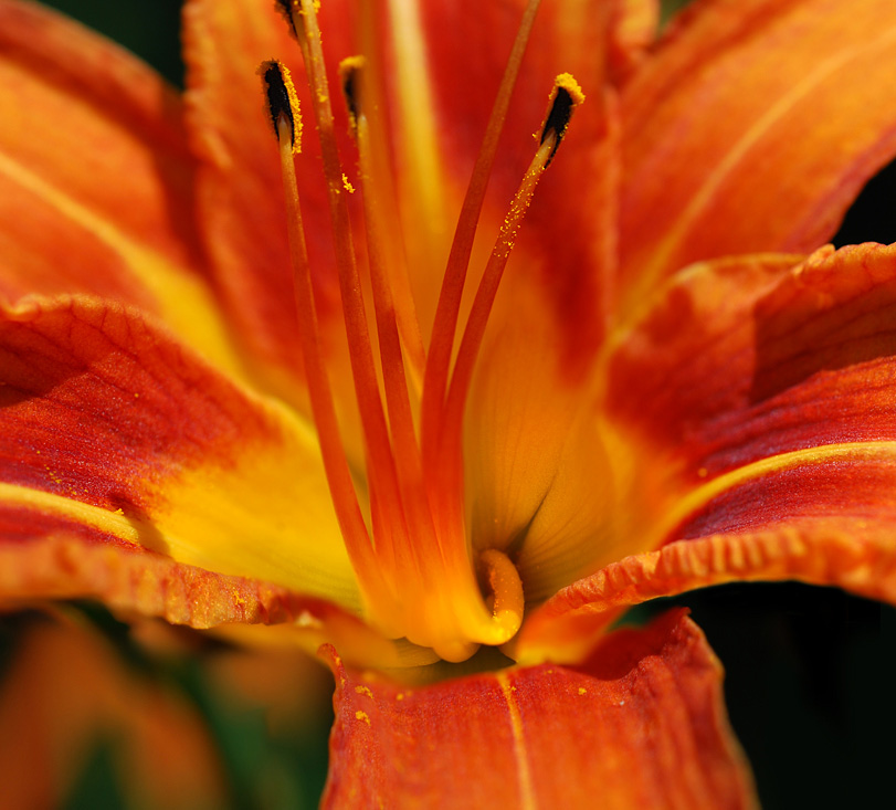 Tiger Lily