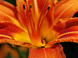 Tiger Lily