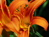 Tiger Lilies