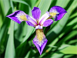 Teds Iris