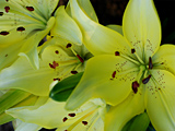 Lilies