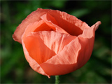 Poppy