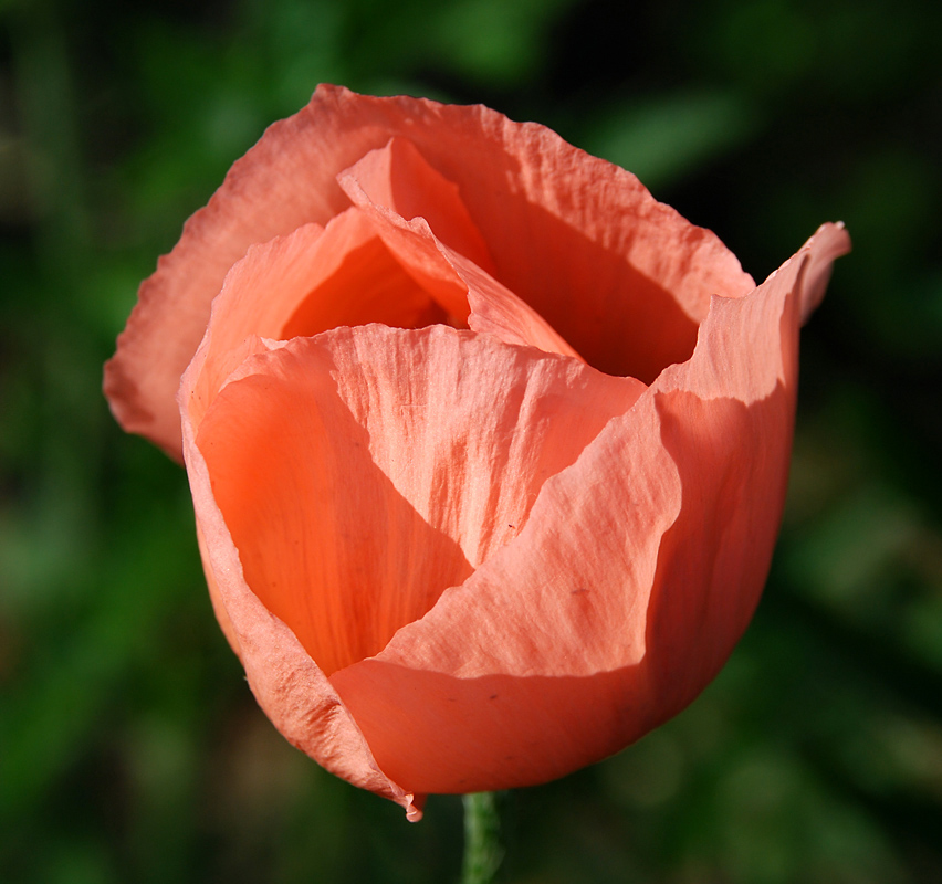 Poppy