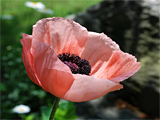 Poppy