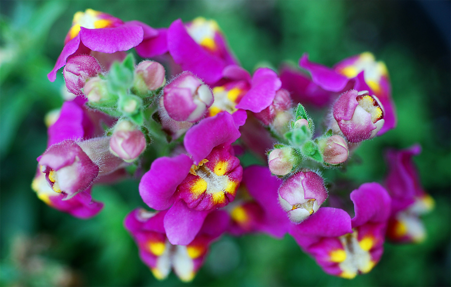 Snap dragons