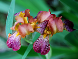 Snap Dragons