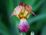 Snap Dragons