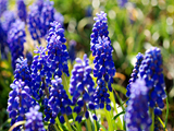 Grape Hyacinth