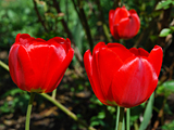 Red Tulips