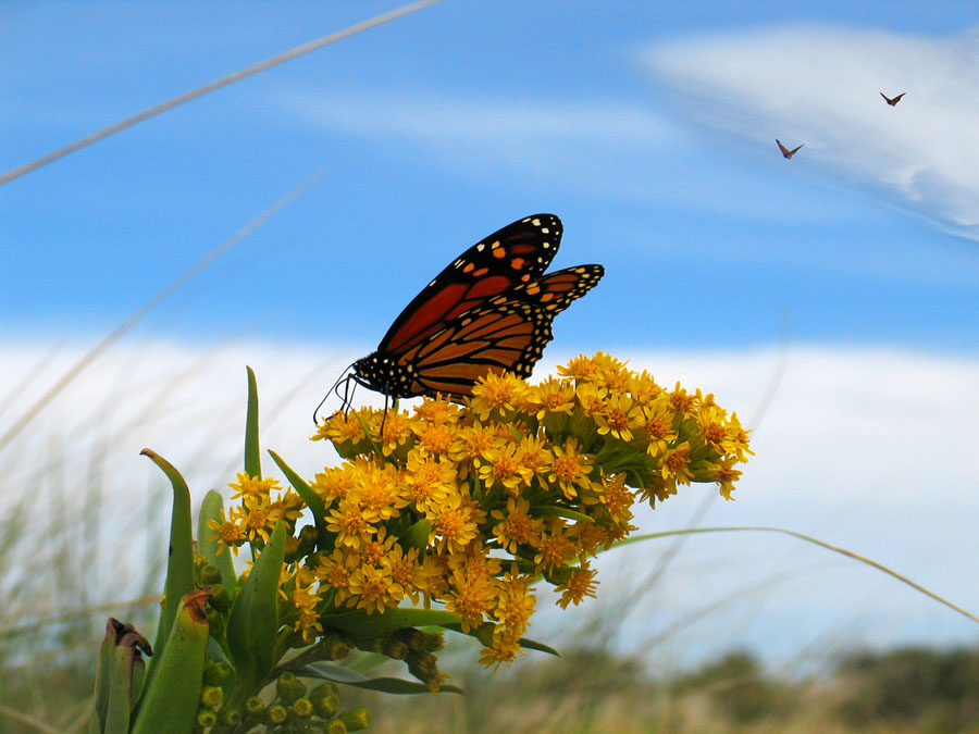 butterfly