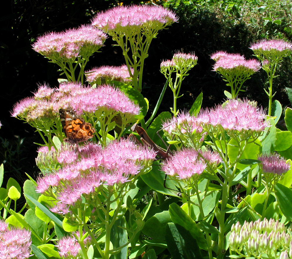 Preying Mantis and Moth