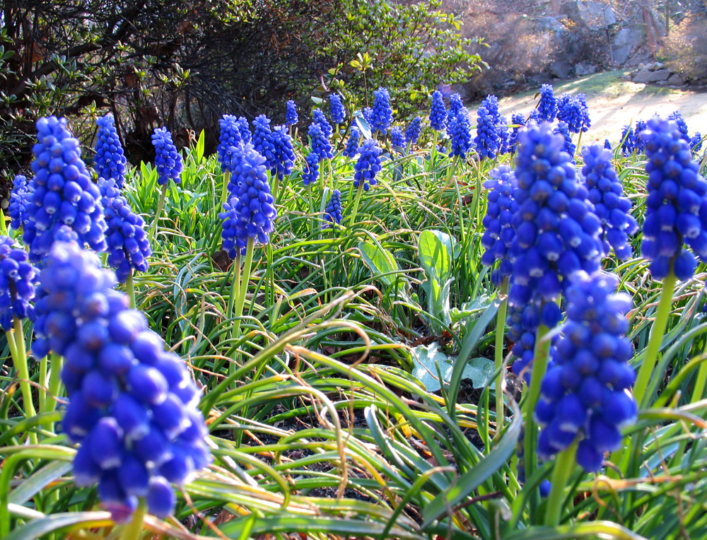 Grape Hyacinth