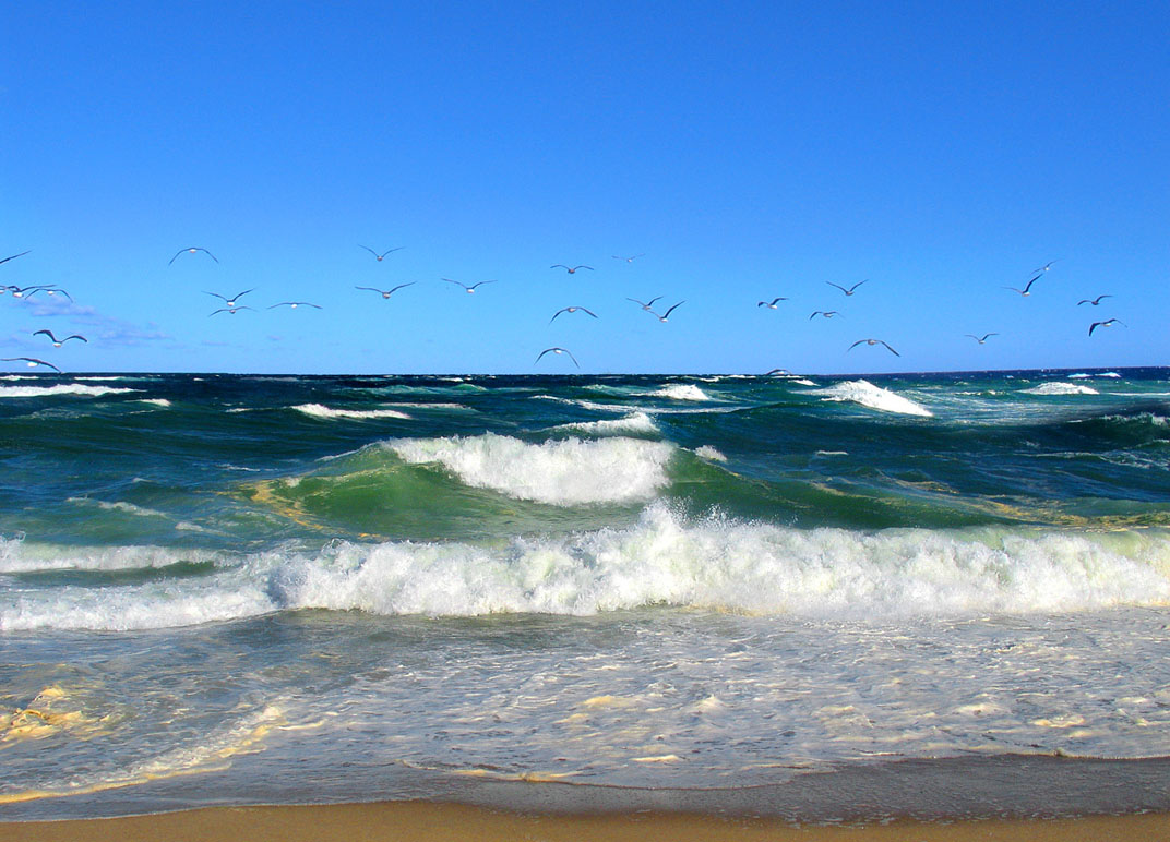 gulls