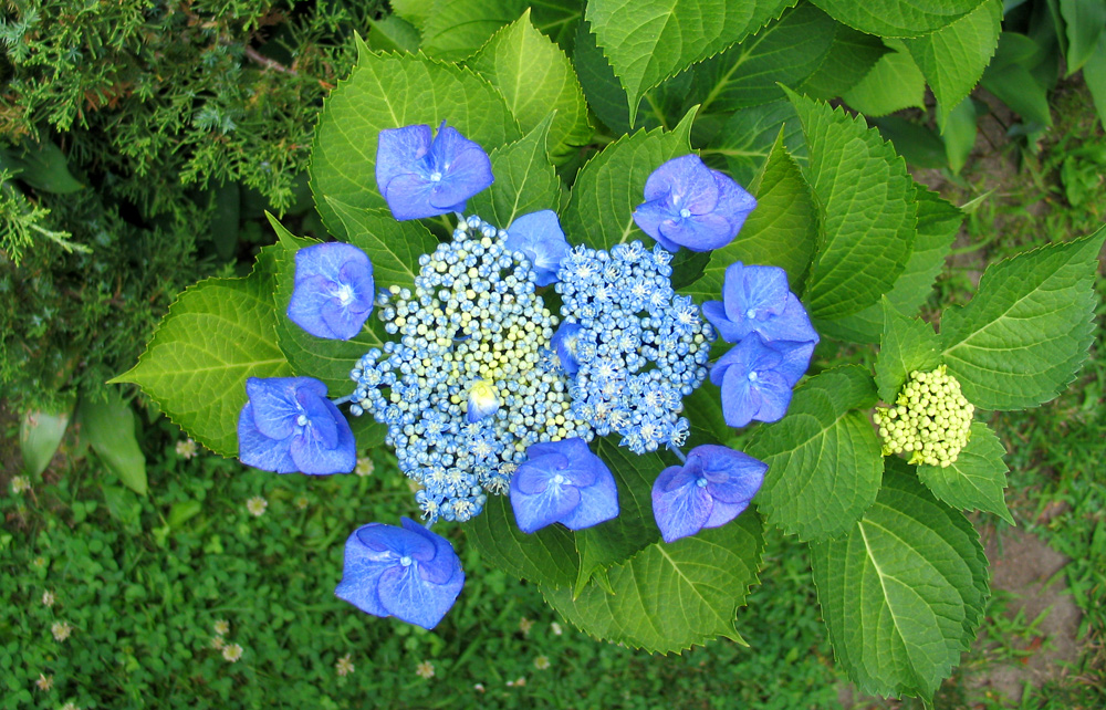 Starburst Hydrangeas