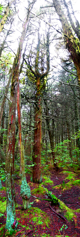 swamp trees