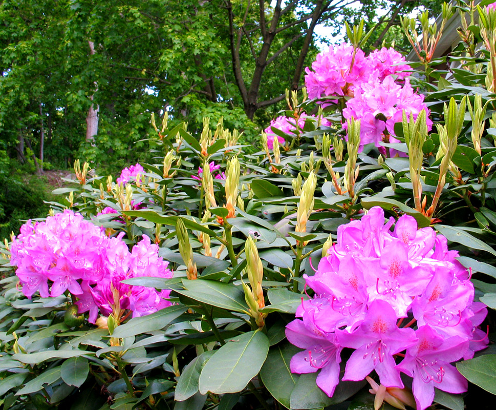 Rhododendron