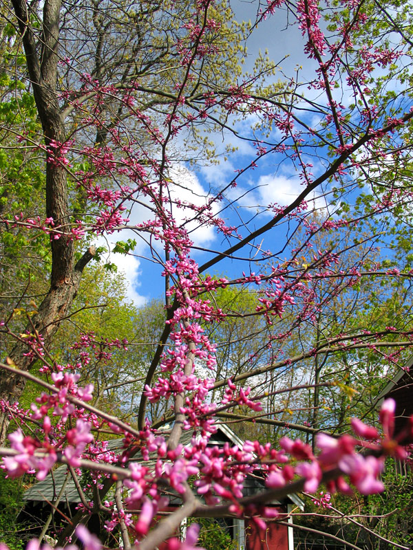 Rosebud Tree