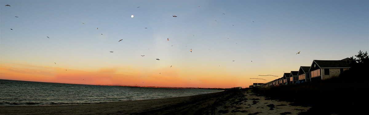 Morning Gulls