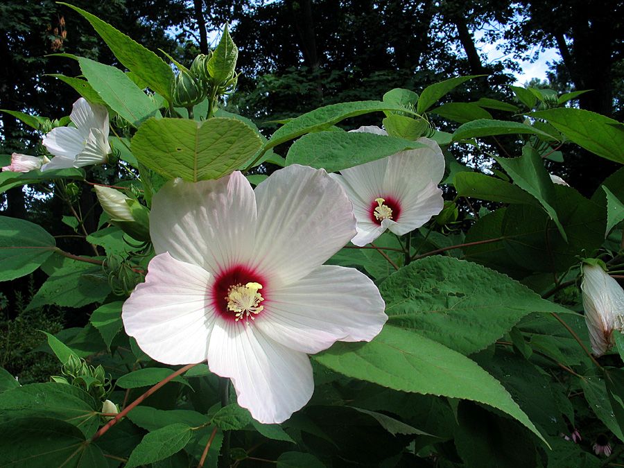 White Flower