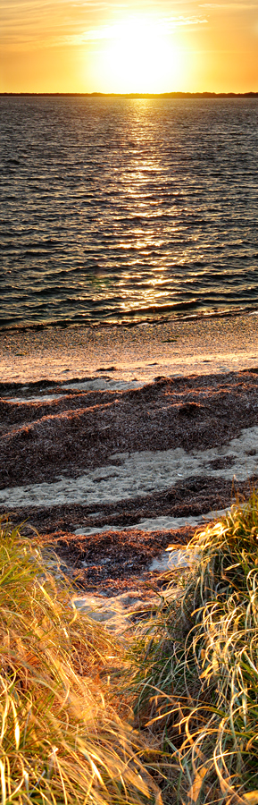 Nantucket Grass at Sunset